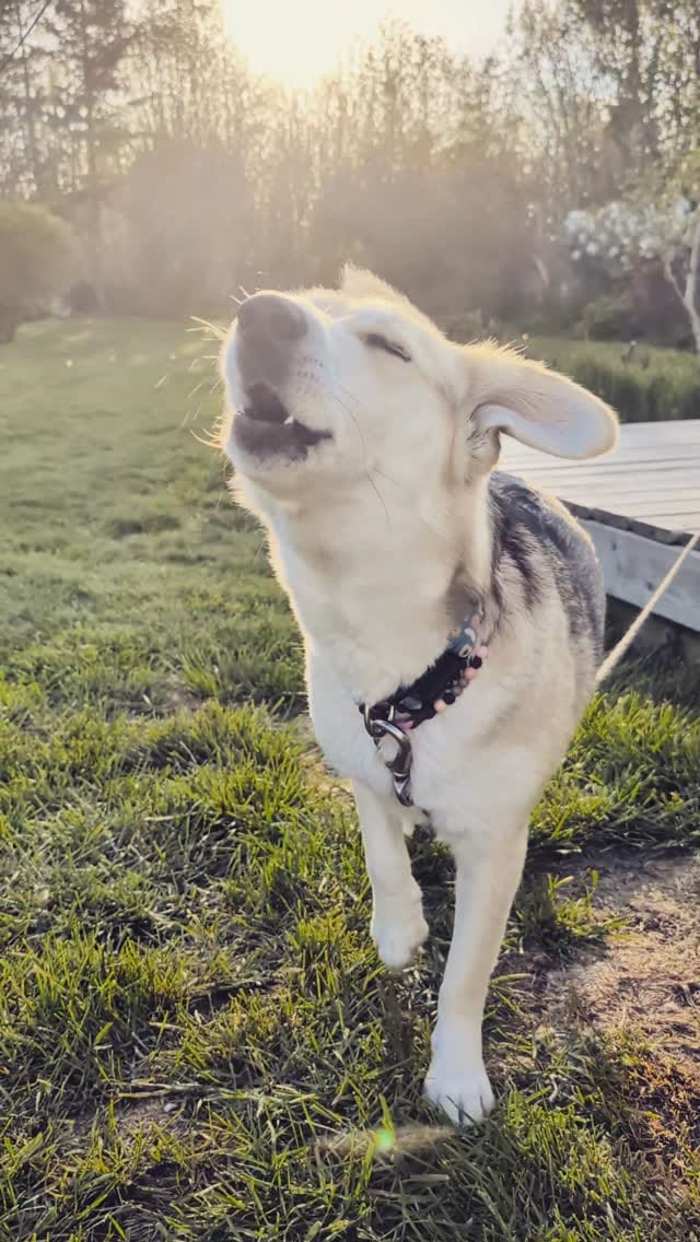 Post 3 by Salty Dogs Barkery on Instagram (video)