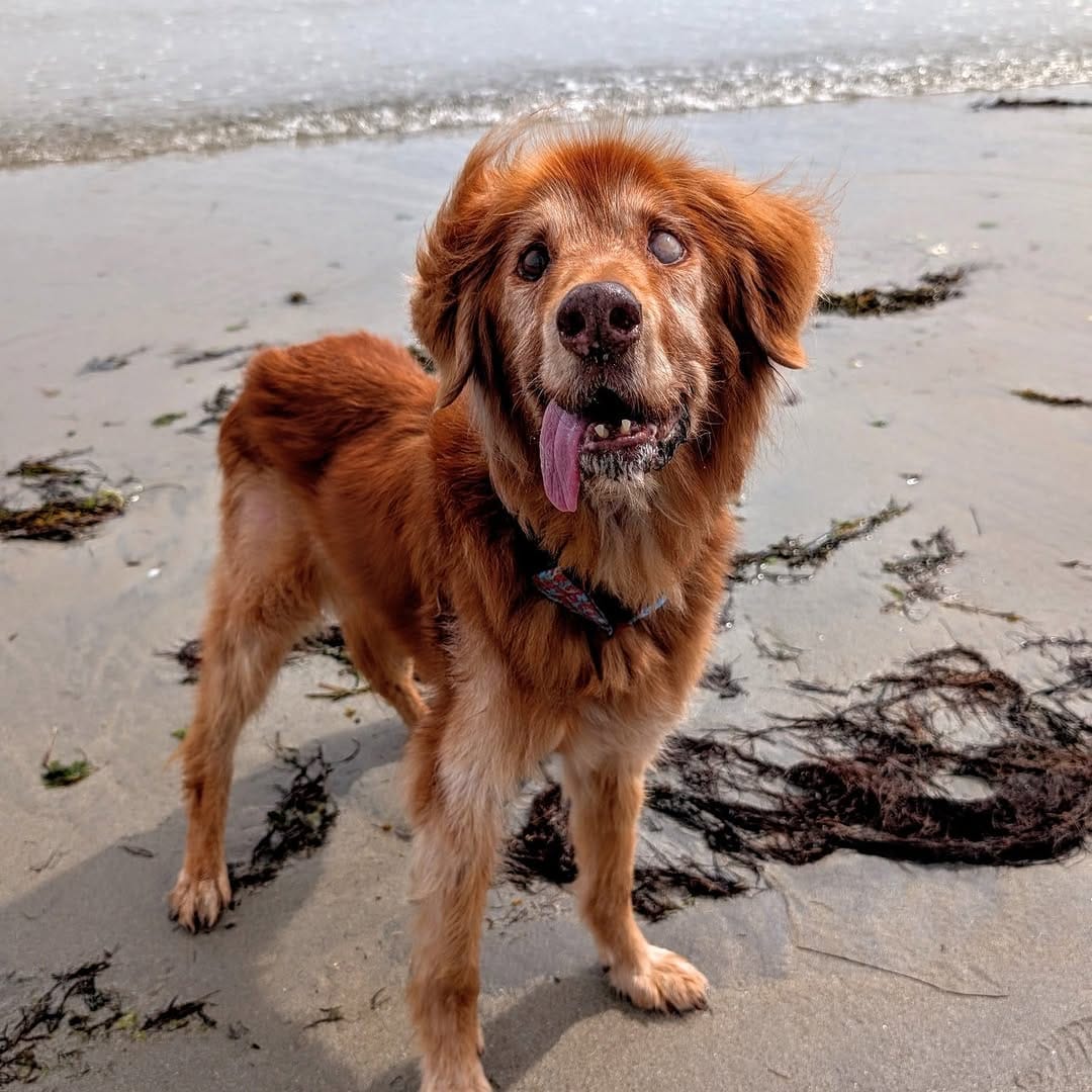 Post 1 by Salty Dogs Barkery on Instagram (image)
