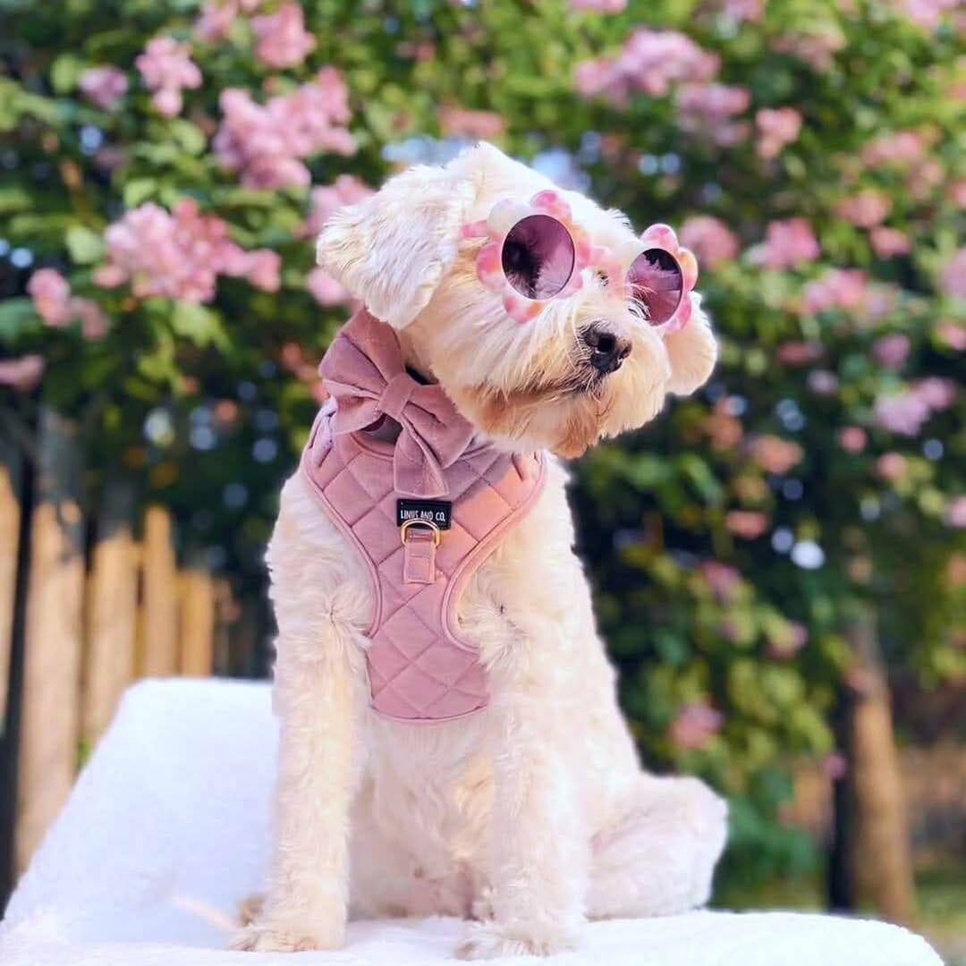 Post 8 by Linus and Co. | Pet Products on Instagram (image)