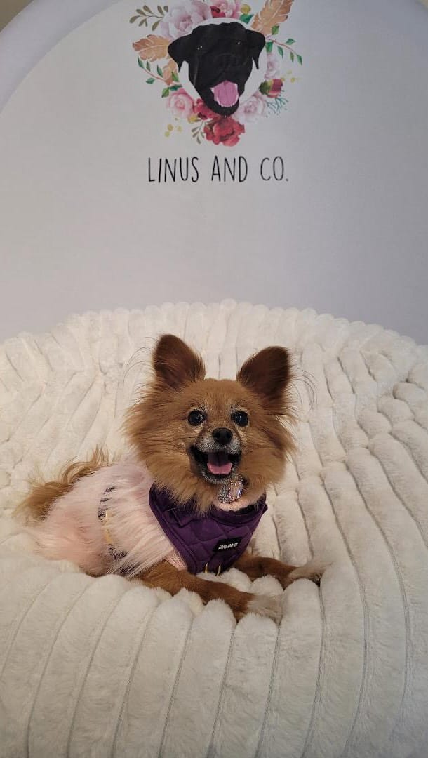 Post 3 by Linus and Co. | Pet Products on Instagram (video)