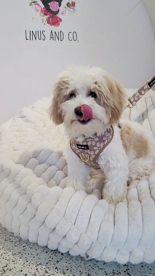 Post 1 by Linus and Co. | Pet Products on Instagram (video)