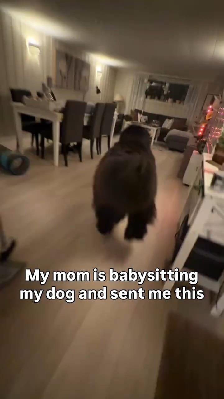 Post 1 by Newfie dog lovers community 🐾 on Instagram (video)