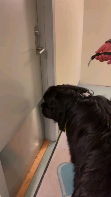 Post 10 by Newfie dog lovers community 🐾 on Instagram (video)