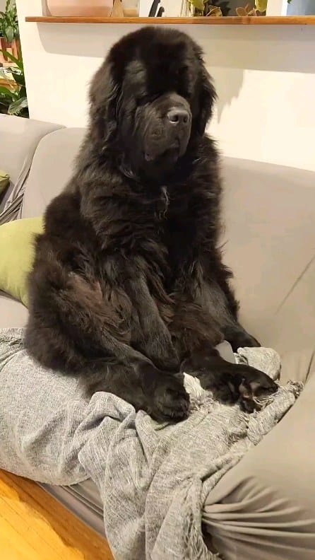 Post 9 by Newfie dog lovers community 🐾 on Instagram (video)