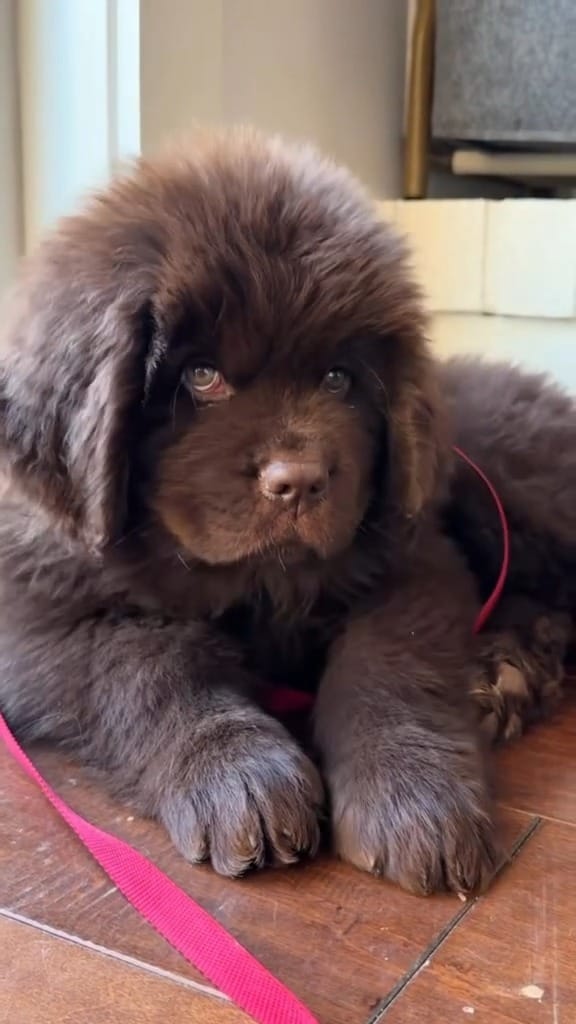 Post 4 by Newfie dog lovers community 🐾 on Instagram (video)