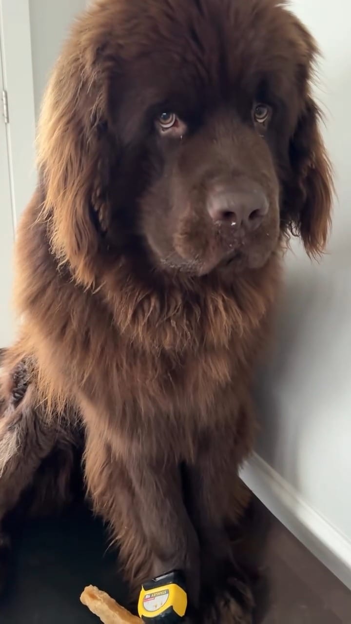 Post 2 by Newfie dog lovers community 🐾 on Instagram (video)