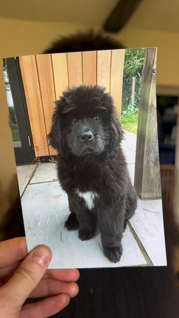 Post 3 by Newfie dog lovers community 🐾 on Instagram (video)