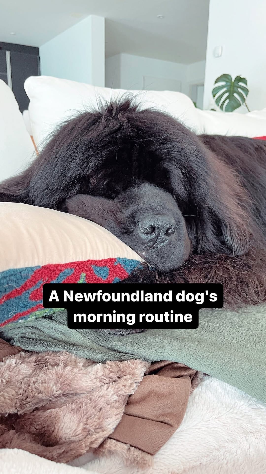 Post 7 by Newfie dog lovers community 🐾 on Instagram (video)