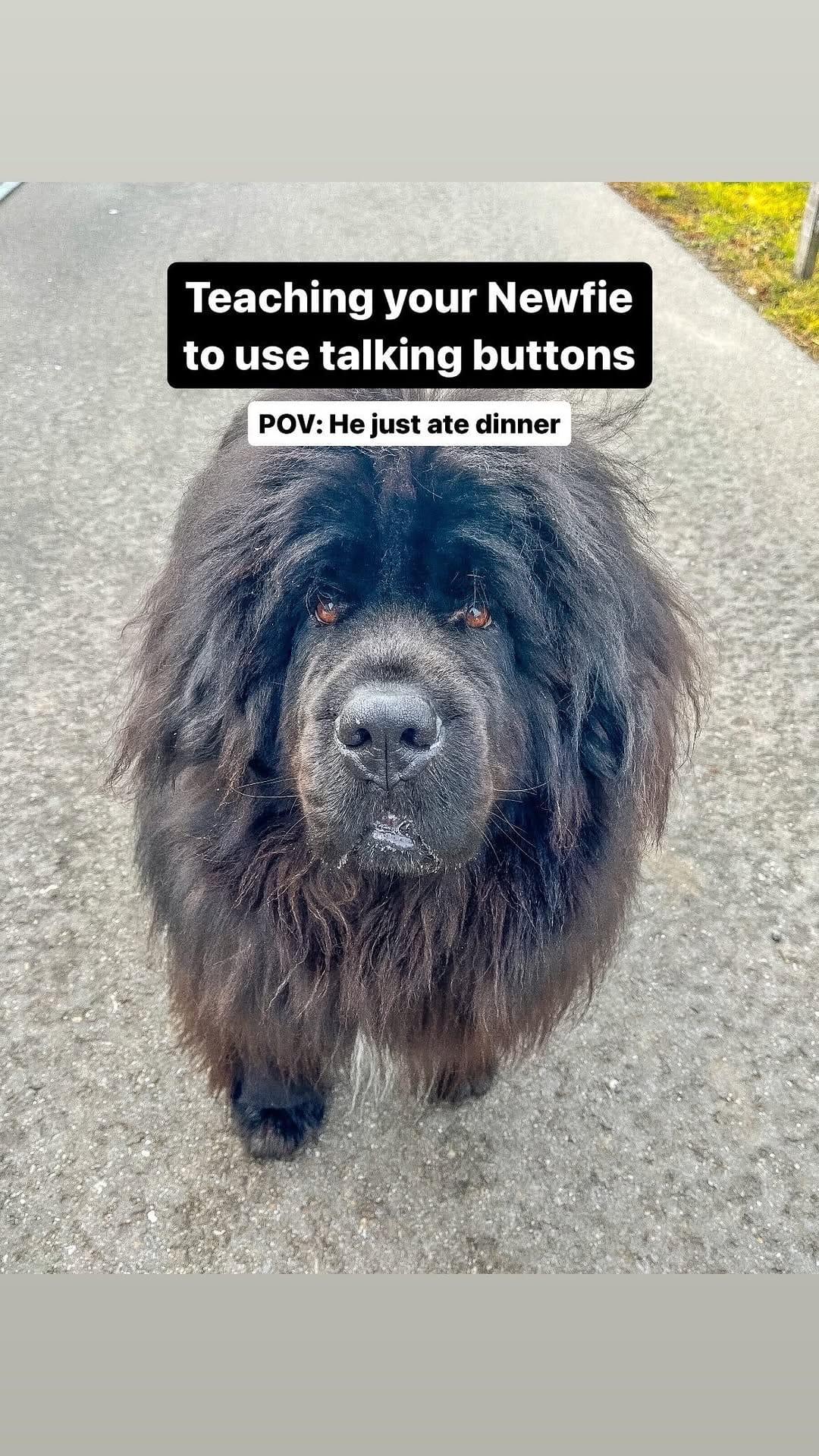 Post 8 by Newfie dog lovers community 🐾 on Instagram (video)