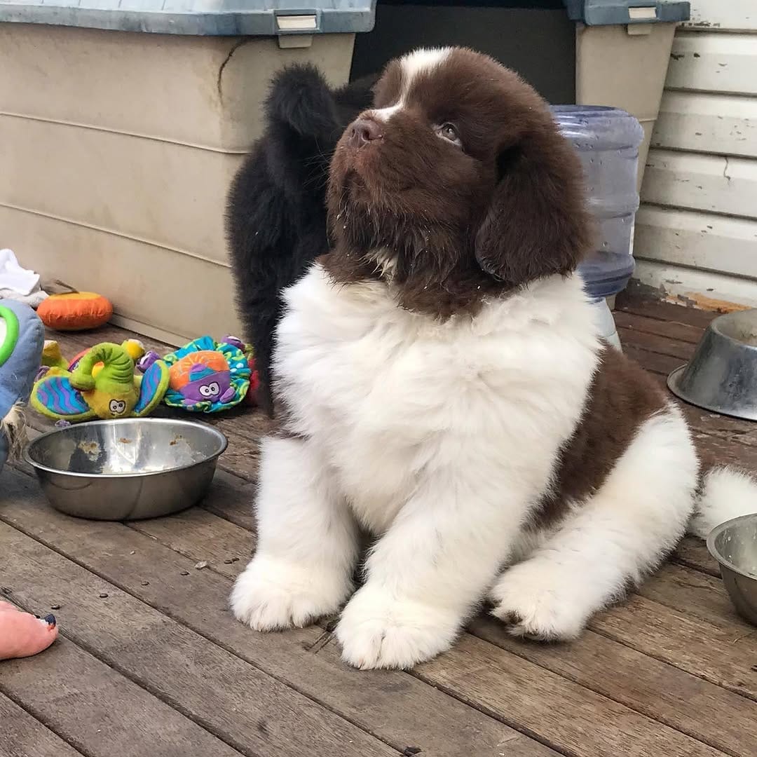 Post 5 by Newfie dog lovers community 🐾 on Instagram (image)
