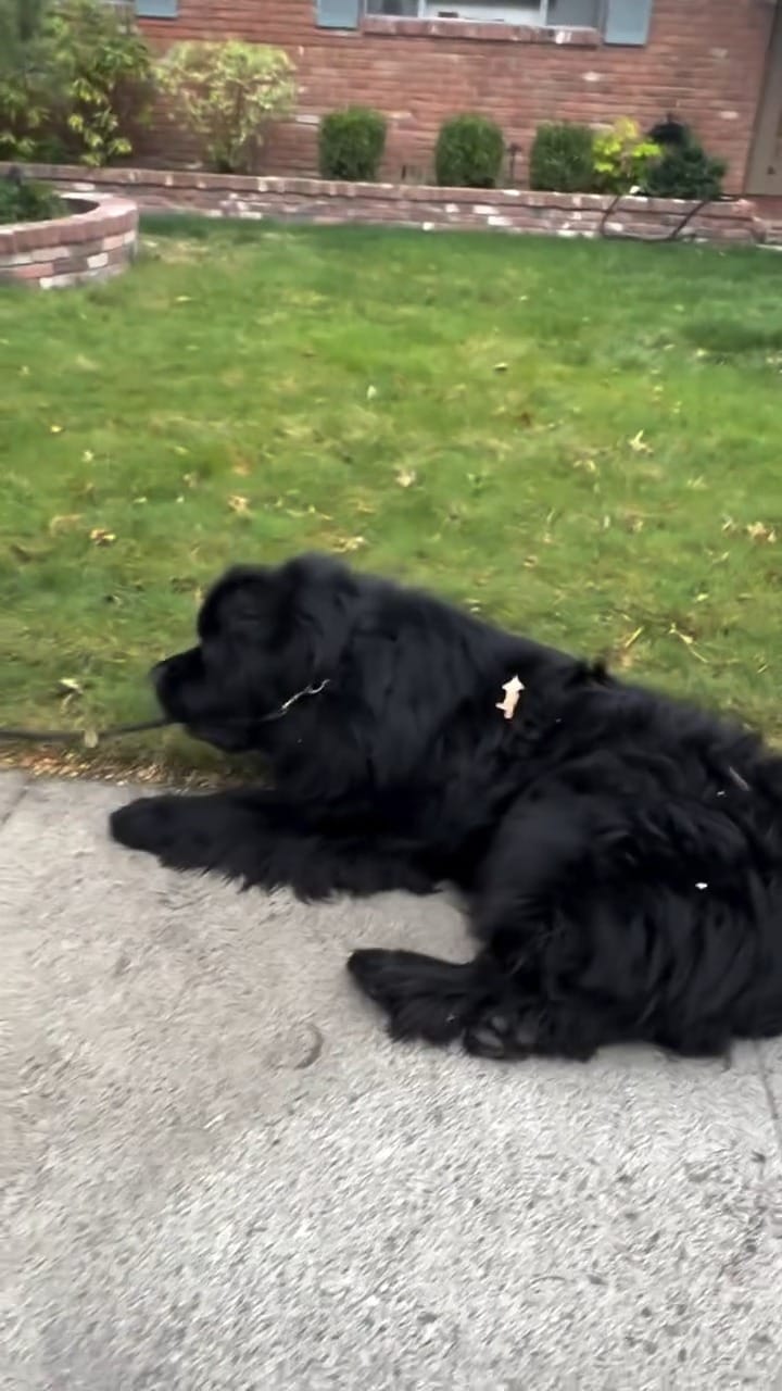 Post 6 by Newfie dog lovers community 🐾 on Instagram (video)
