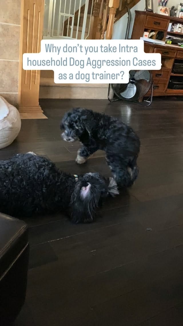 Post 1 by YYC Dog Training & Pet Sitting| Alberta Pet Wedding Attendant 🐾 on Instagram (video)