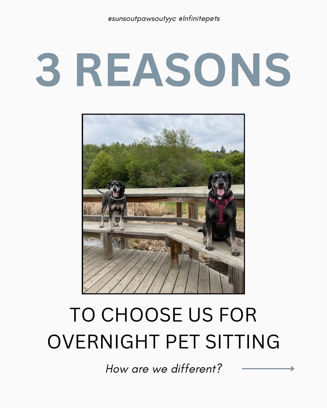 Post 4 by YYC Dog Training & Pet Sitting| Alberta Pet Wedding Attendant 🐾 on Instagram (carousel)