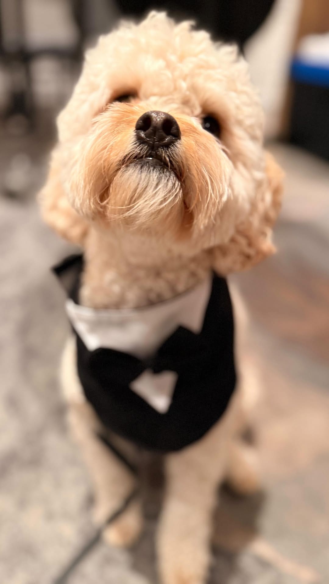 Post 8 by YYC Dog Training & Pet Sitting| Alberta Pet Wedding Attendant 🐾 on Instagram (video)