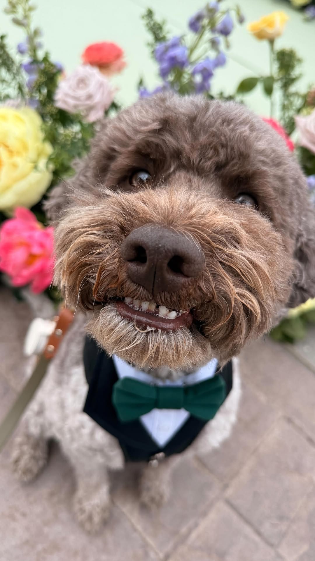 Post 6 by YYC Dog Training & Pet Sitting| Alberta Pet Wedding Attendant 🐾 on Instagram (video)