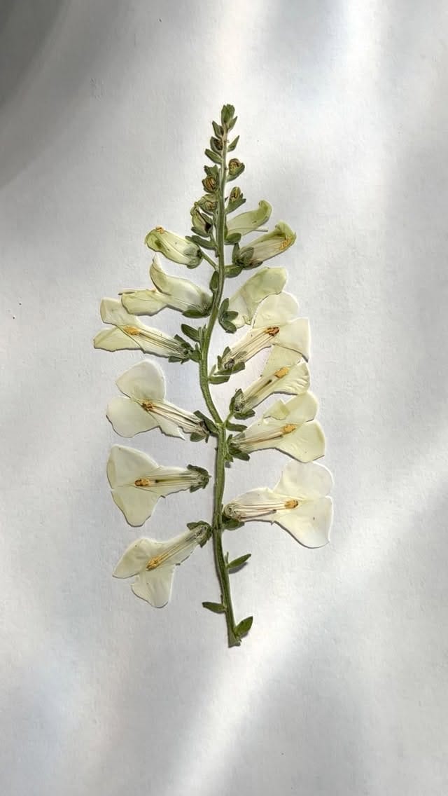 Post 7 by Vancouver Bouquet Preservation by Britt Reston on Instagram (video)