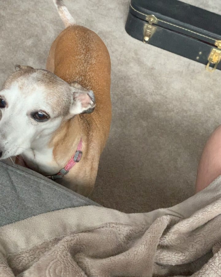 Post 1 by Faye the Derp🐾 on Instagram (video)