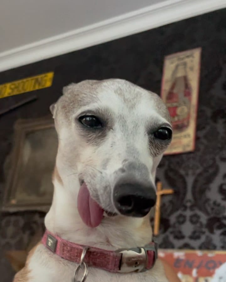 Post 4 by Faye the Derp🐾 on Instagram (video)