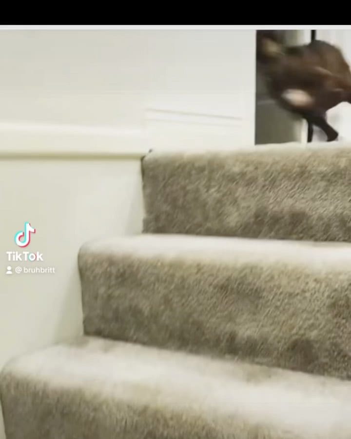 Post 2 by Faye the Derp🐾 on Instagram (video)