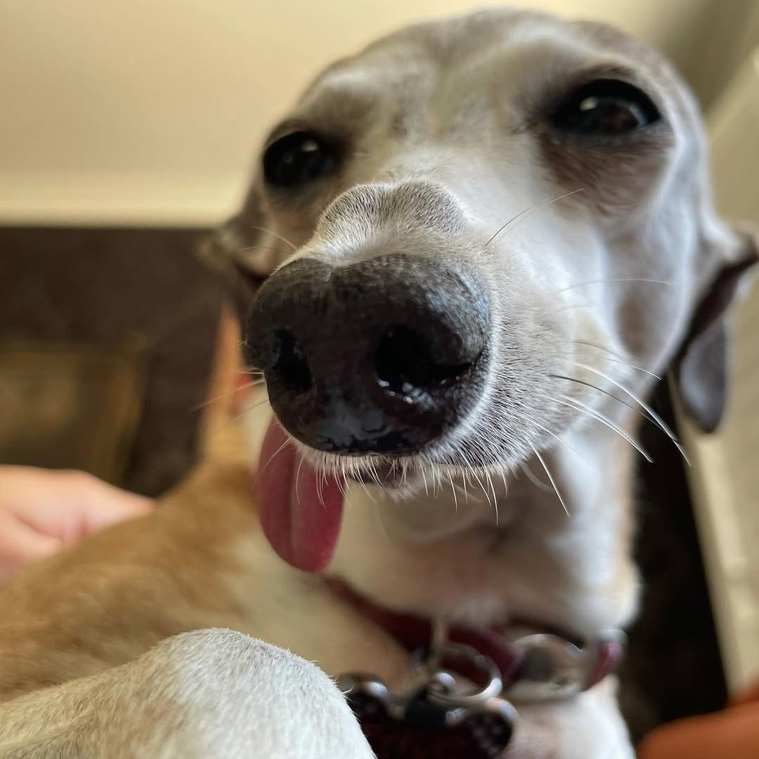 Post 6 by Faye the Derp🐾 on Instagram (carousel)