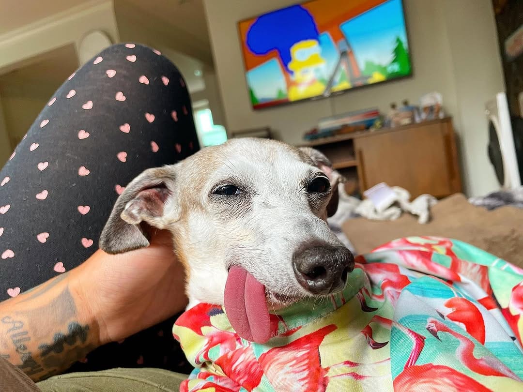 Post 10 by Faye the Derp🐾 on Instagram (carousel)