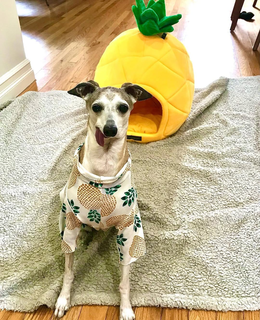 Post 8 by Faye the Derp🐾 on Instagram (carousel)