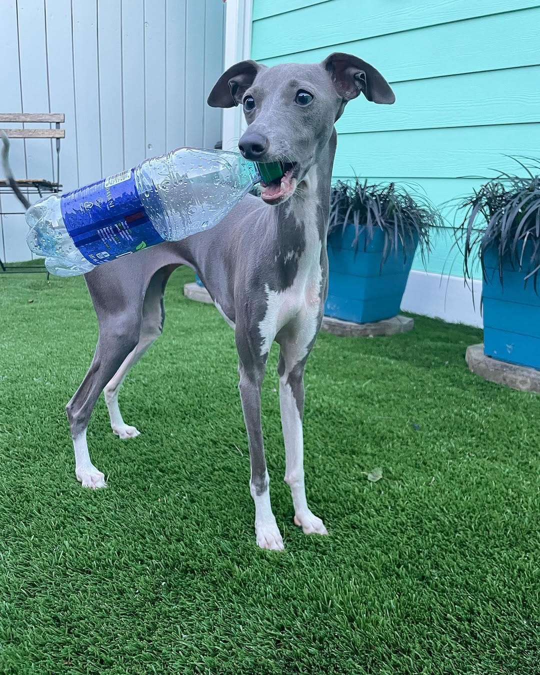 Post 5 by Faye the Derp🐾 on Instagram (carousel)