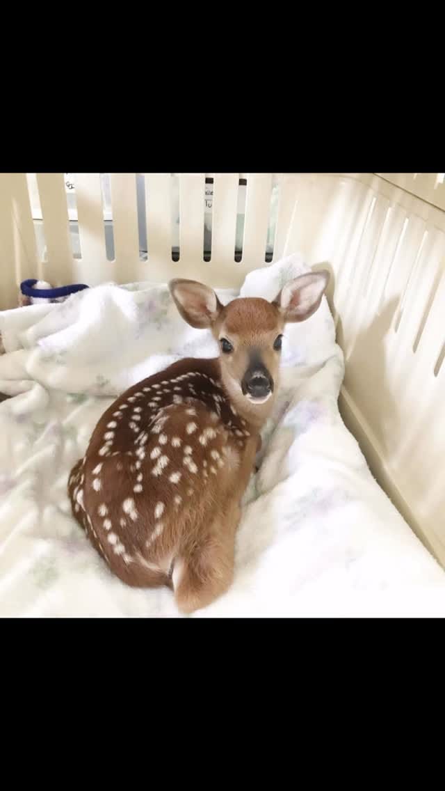 Post 7 by NWRF Canada on Instagram (video)