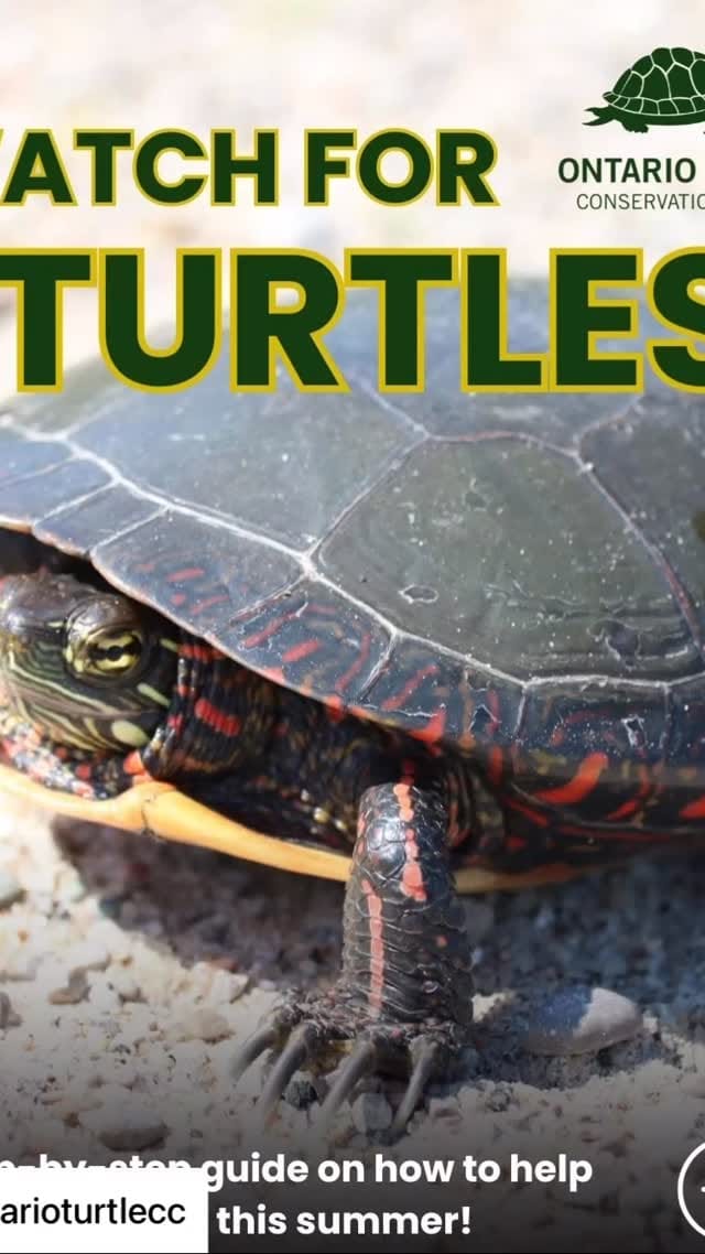 Post 6 by NWRF Canada on Instagram (video)