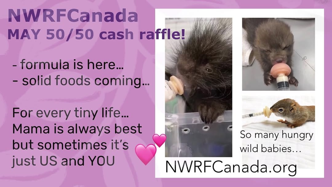 Post 5 by NWRF Canada on Instagram (image)