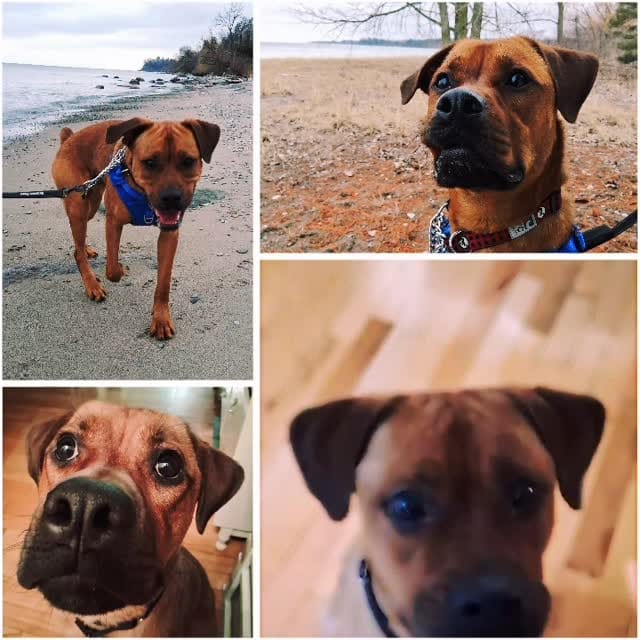 Post 3 by TEAM Dog Rescue on Instagram (video)