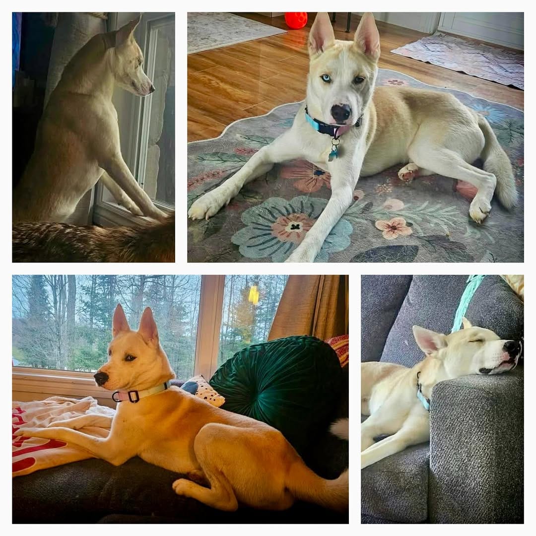 Post 1 by TEAM Dog Rescue on Instagram (image)