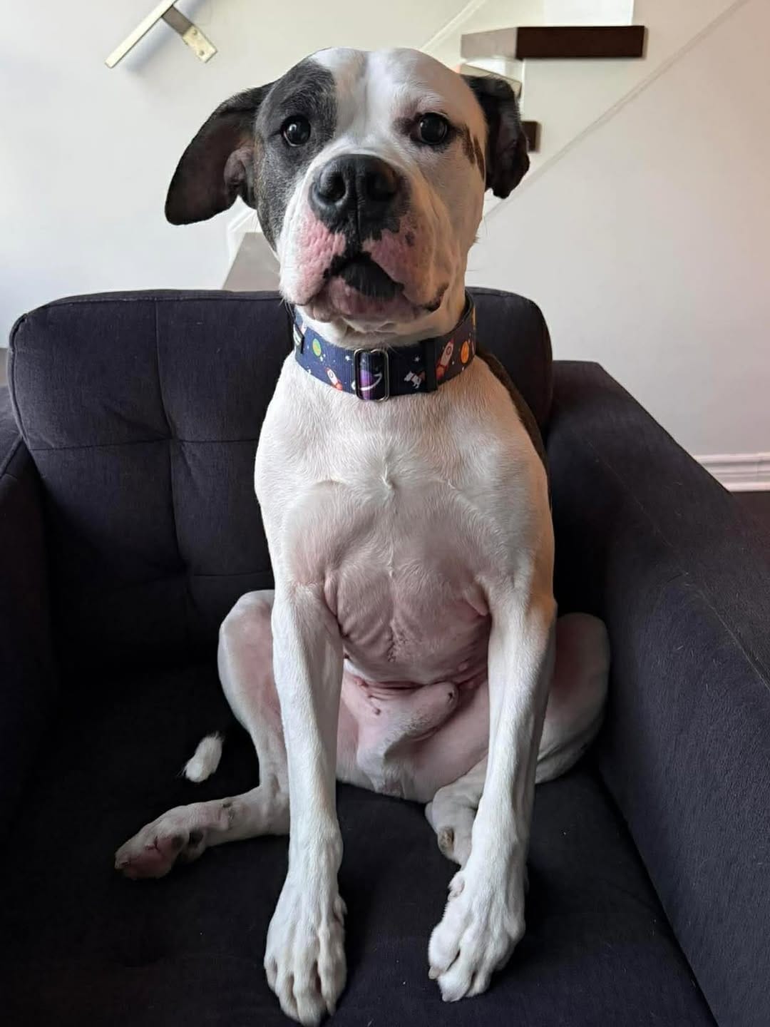 Post 9 by TEAM Dog Rescue on Instagram (carousel)
