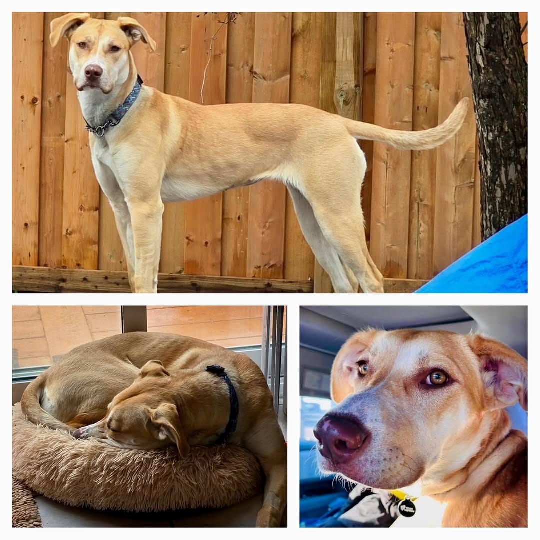 Post 7 by TEAM Dog Rescue on Instagram (image)