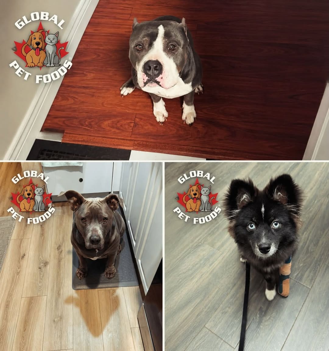 Post 5 by TEAM Dog Rescue on Instagram (image)