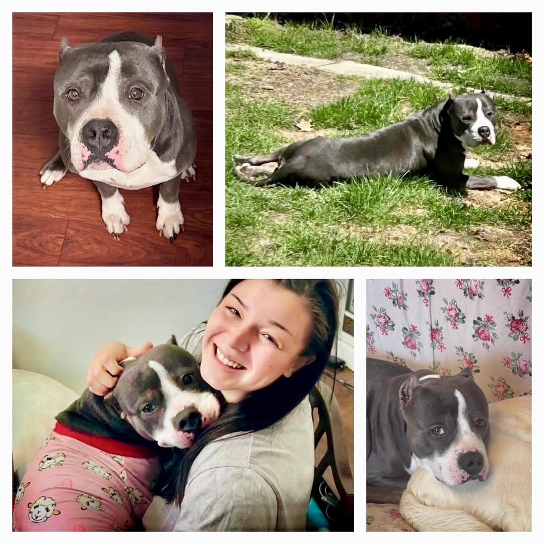 Post 10 by TEAM Dog Rescue on Instagram (image)