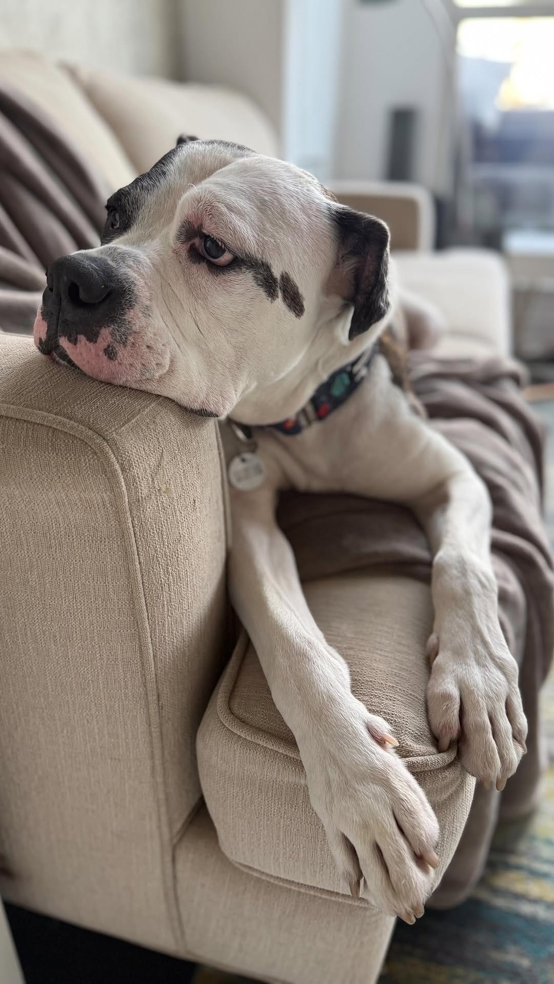 Post 6 by TEAM Dog Rescue on Instagram (video)