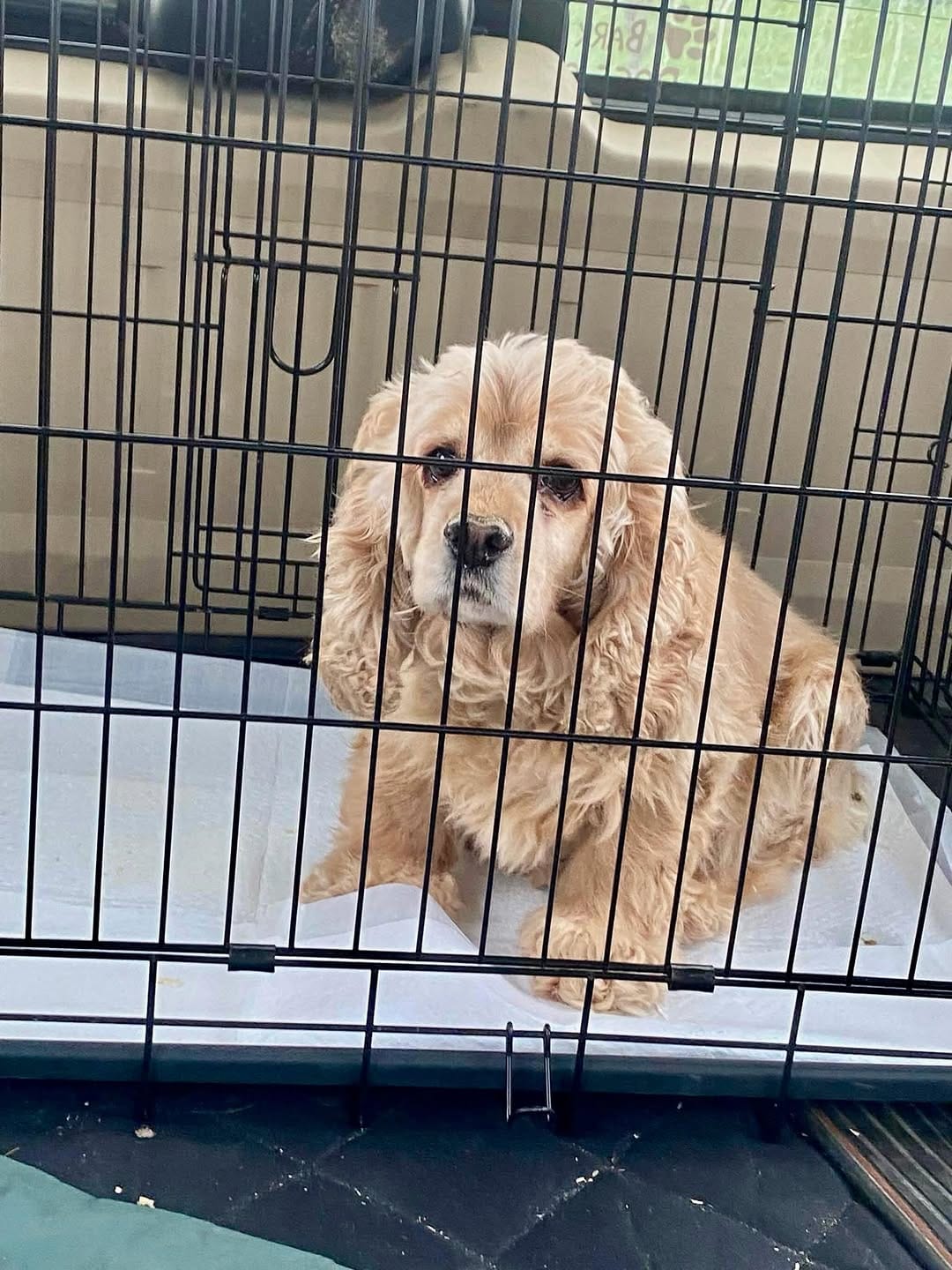 Post 4 by TEAM Dog Rescue on Instagram (image)