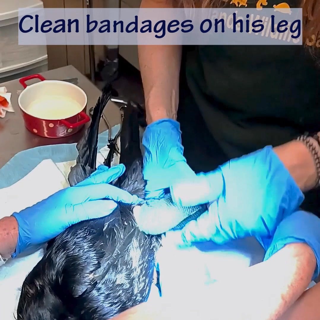 Post 4 by Woodlands Wildlife Sanctuary on Instagram (video)