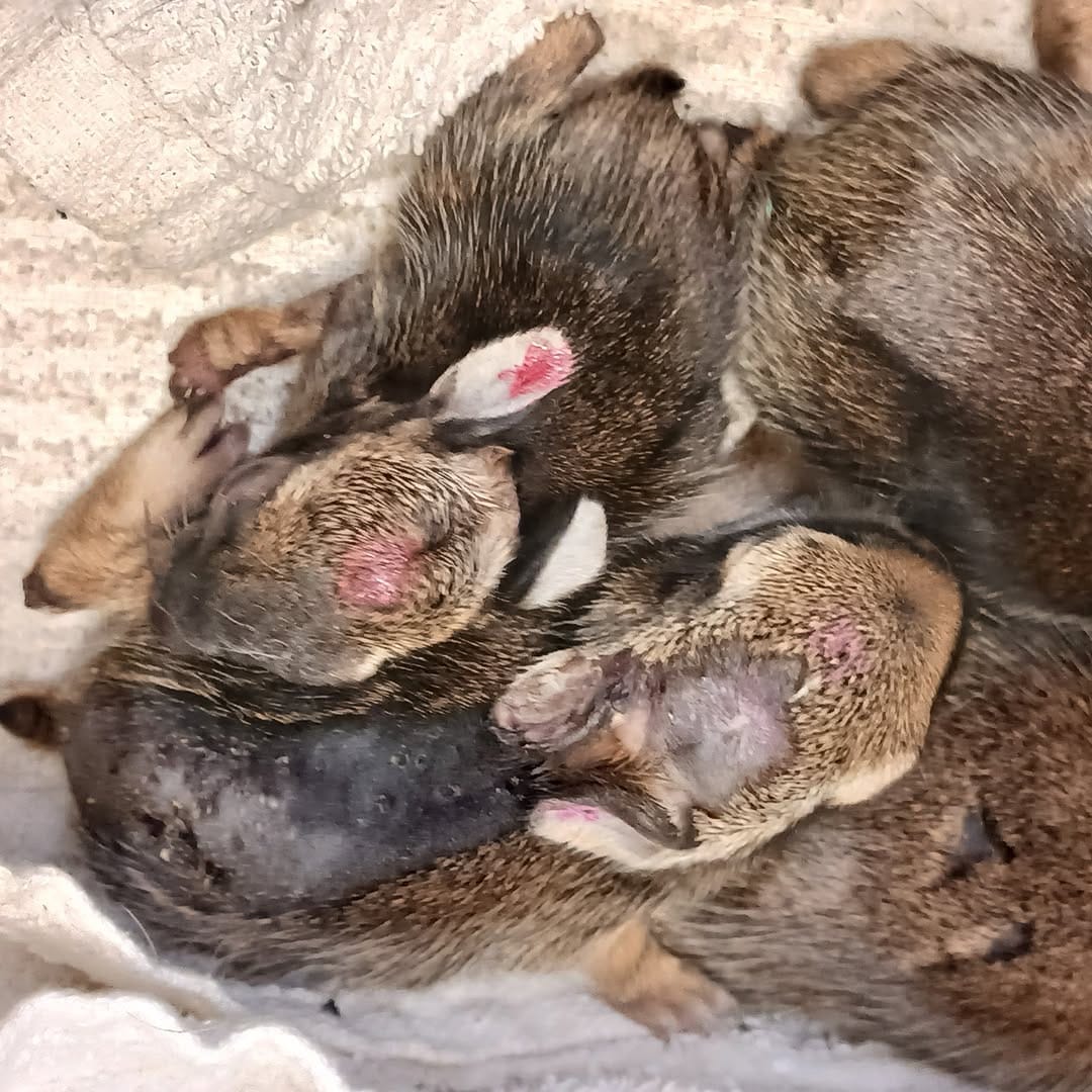 Post 3 by Woodlands Wildlife Sanctuary on Instagram (image)