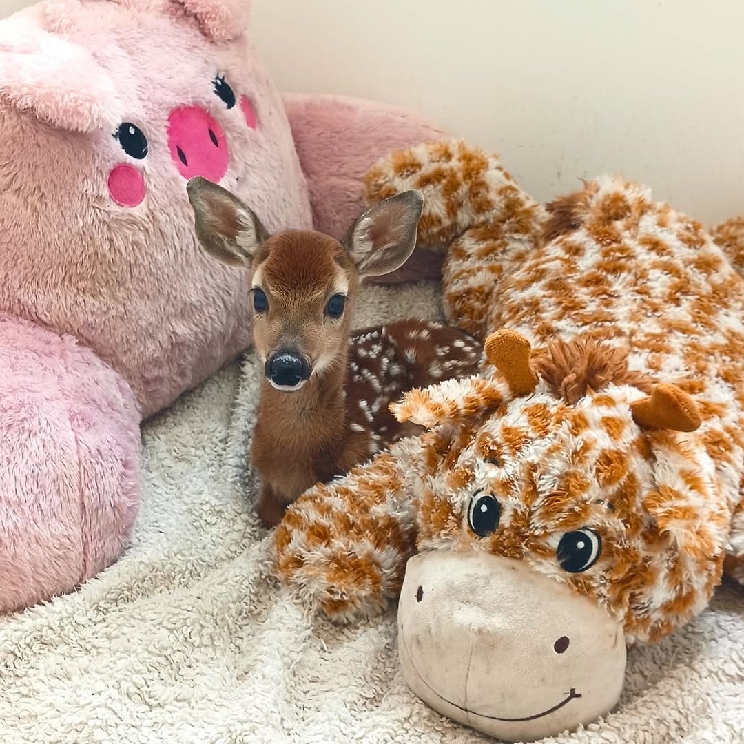 Post 2 by Woodlands Wildlife Sanctuary on Instagram (image)