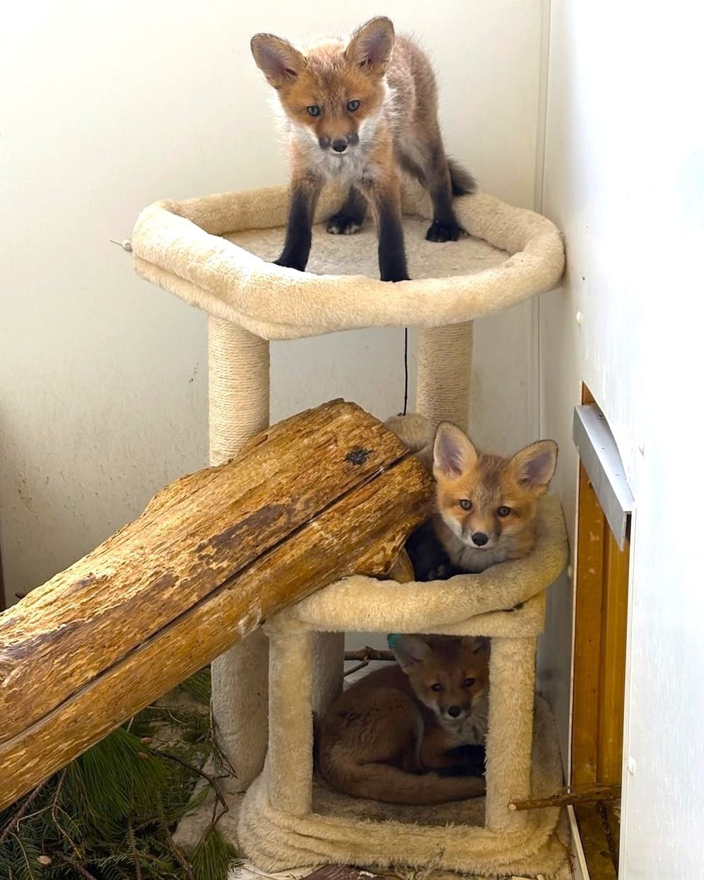 Post 6 by Woodlands Wildlife Sanctuary on Instagram (image)