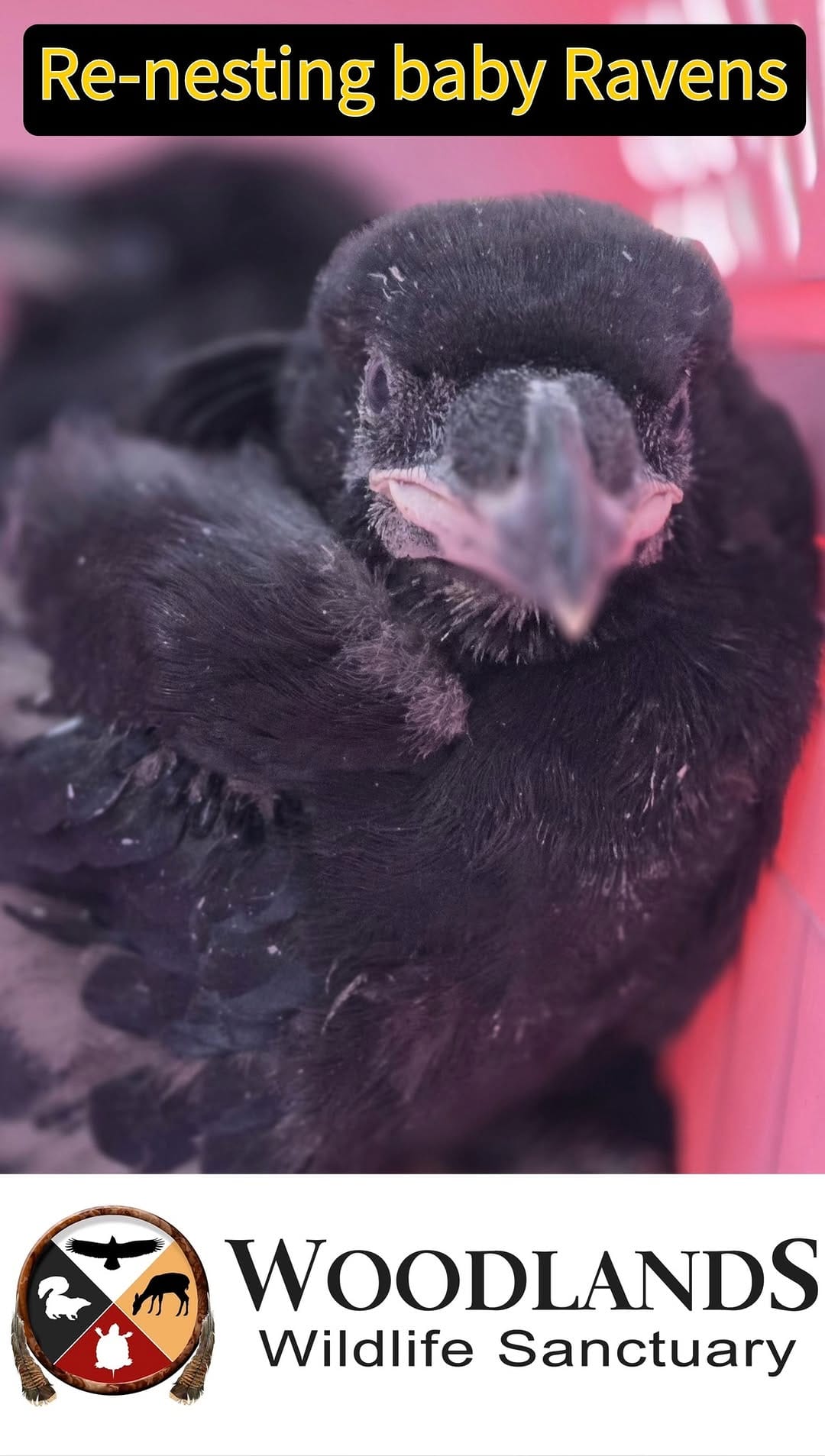 Post 5 by Woodlands Wildlife Sanctuary on Instagram (video)