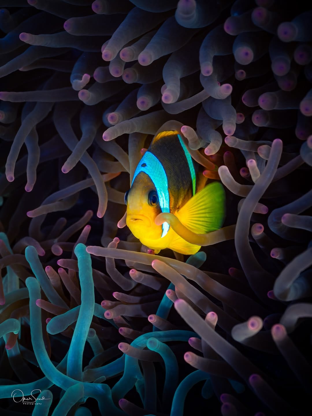 Post 4 by Omar Saad on Instagram (image)