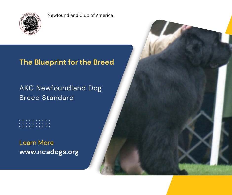 Post 9 by Newfoundland Club of America on Instagram (image)