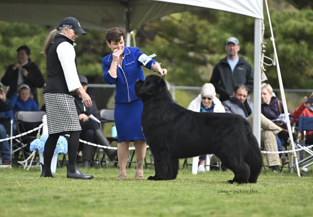 Post 3 by Newfoundland Club of America on Instagram (image)