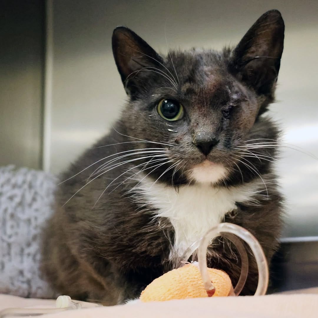 Post 1 by Ottawa Humane Society on Instagram (image)