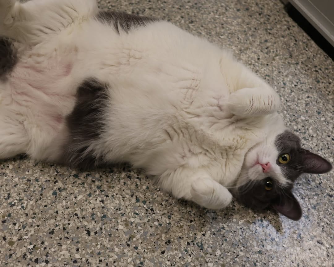 Post 4 by Ottawa Humane Society on Instagram (carousel)