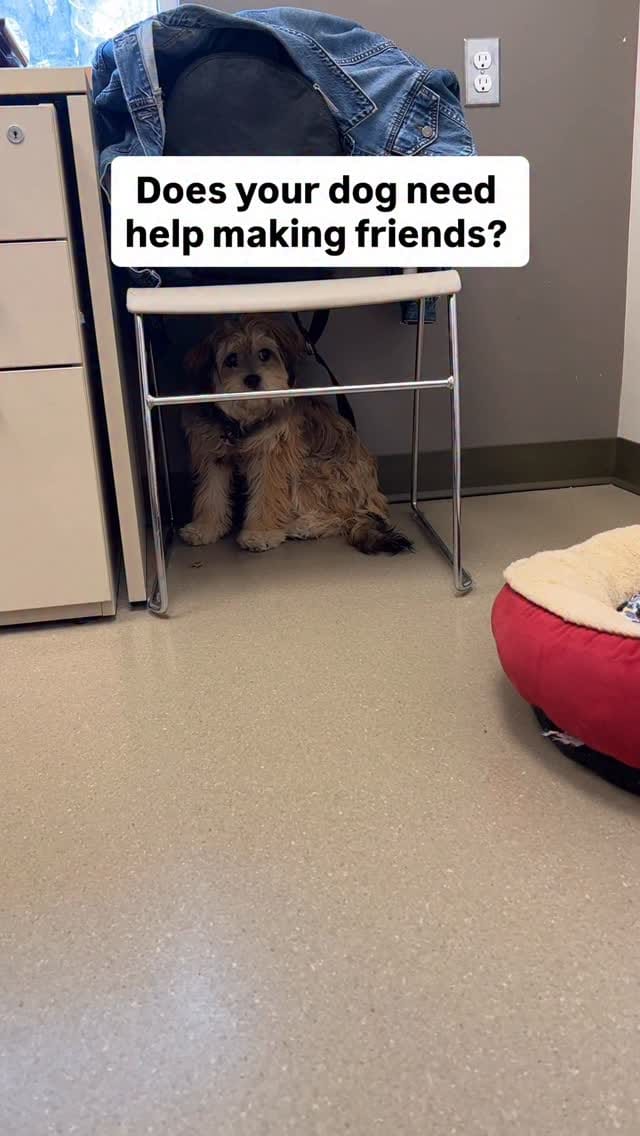 Post 5 by Ottawa Humane Society on Instagram (video)