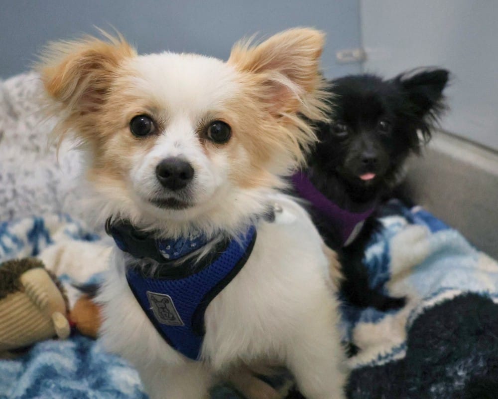 Post 6 by Ottawa Humane Society on Instagram (carousel)